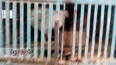 بالفيديو.. تباين أسعار الدواجن و«البلدي» بـ 42 جنيها