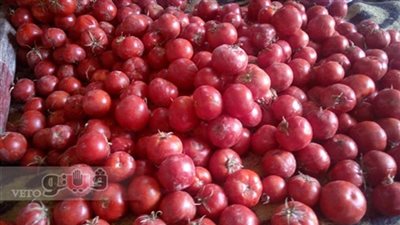 تباين أسعار الخضراوات بسوق الجملة.. والطماطم بـ8 جنيهات