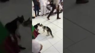 بالفيديو.. مشاجرة بين قطتين في الحرم المكي