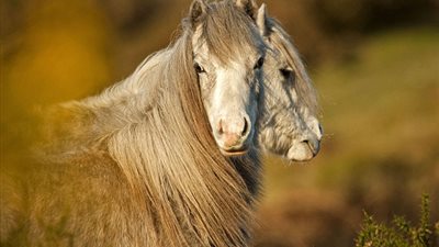 بالصور.. أغرب الصور الملتقطة للحيوانات