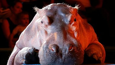 بالصور.. إجبار أفراس النهر على أداء حيل بالسيرك