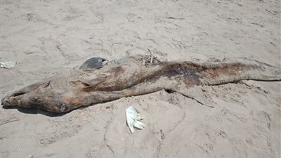 العثور على «دولفين» نافق على شاطئ جمصة بالدقهلية (صور)