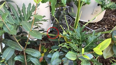 بالصور.. صائد ثعابين يتحدى متابعيه بالعثور على أفعى متخفية