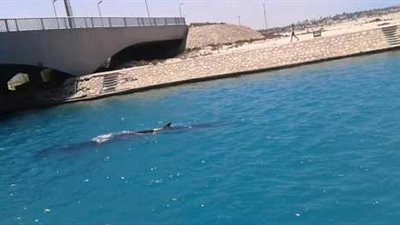 «البيئة» تكشف أسباب ظهور «حوت مارينا» بالساحل الشمالي