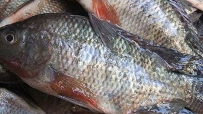 تباين أسعار الأسماك بسوق الجملة.. والبلطي يسجل 32 جنيها