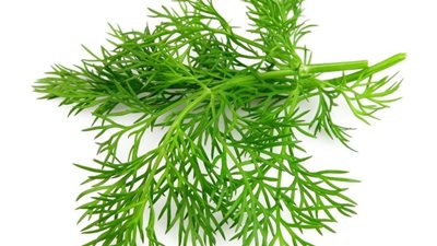 الشبت.. منوم ومضاد للأرق ويقوي العظام