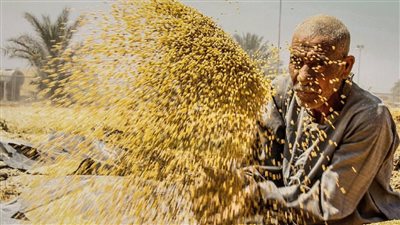 4 وزارات تعتمد الفحص الإشعاعي للكشف عن الإرجوت والخشخاش في القمح