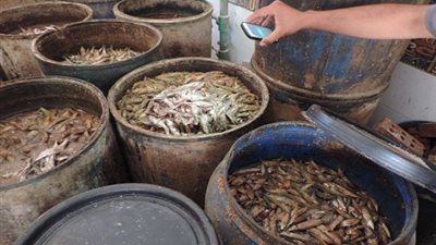 التحفظ على طن رنجة مجهولة المصدر في الشرقية (صور)