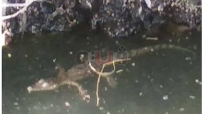 «ري الشرقية»: تمساح «الولجا» في نطاق محافظة القليوبية