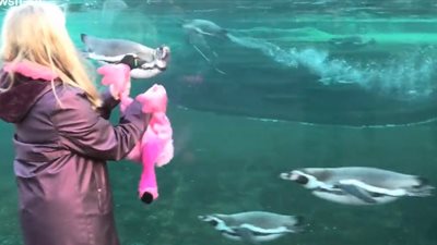 لعبة طفل تثير جنون بطريق في حديقة الحيوانات (فيديو)