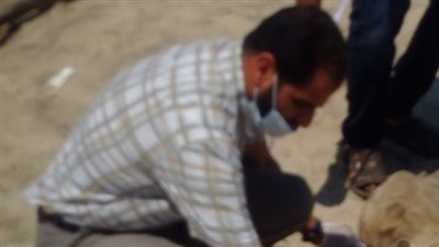 تسليم دولفين نافق عُثر عليه بمصيف جمصة لحفريات جامعة المنصورة