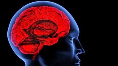 دراسة: المخ لا يأخذ إجازة فهناك بعض المراكز تظل تعمل بكامل نشاطها