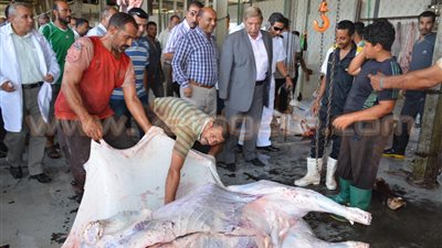 بالصور.. محافظ الإسماعيلية يتفقد المجزر الآلي بـ«القنطرة غرب»