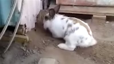 أرنب ينقذ قطة بشكل بطولي (فيديو وصور)