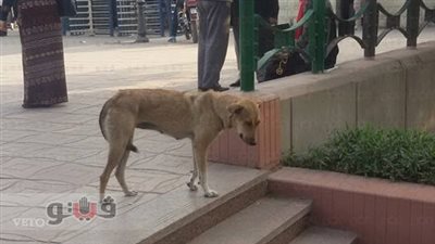 بالصور.. انتشار الكلاب الضالة داخل حرم جامعة الزقازيق