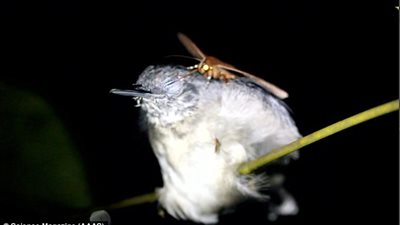 لحظة شرب حشرة العثة دموع طائر نائم (فيديو وصور)