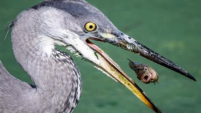 ملامح سمكة لحظة وقوعها في فخ طائر (صور)