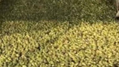 مئات الضفادع تستعد لتتحول إلى وجبات آسيوية (فيديو وصور)