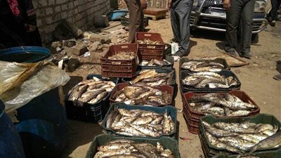 ضبط ٢ طن فسيخ فاسد في القليوبية (صور)