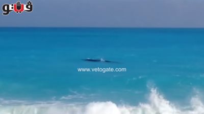 «البيئة» تنفي تعدد الحيتان بالساحل الشمالي:«واحد فقط يسبح بسرعة»