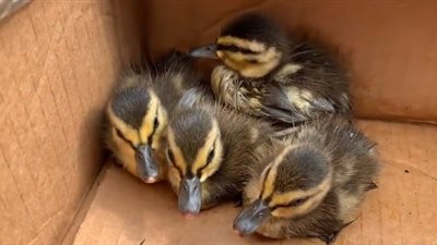 مقطع فيديو ينقذ صغار بطة سقطوا في بالوعة (فيديو)