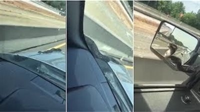 بالفيديو والصور.. ثعبان يهاجم سيارة على طريق سريع بجورجيا