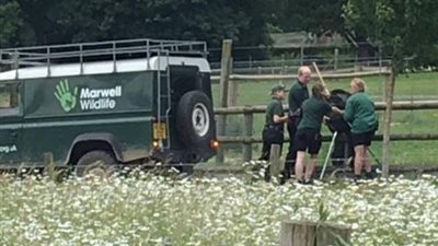 بالفيديو والصور.. هروب قرد من حديقة حيوان وسط زوارها