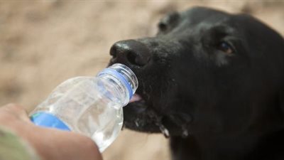 منى خليل: مصر لا يوجد بها قانون للرفق بالحيوان