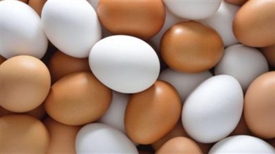 الزراعة: استئناف تصدير البيض الطازج يؤكد تراجع إنفلونزا الطيور