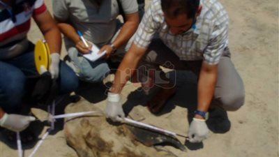 «علوم البحار» يفحص دولفين نافقا على أحد شواطئ جمصة