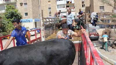 بالصور.. توزيع 10 عجول على الجمعيات الخيرية بالإسماعيلية