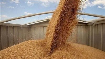 التموين: توريد ٣,٢٤٠ مليون طن قمح واستمرار الموسم حتى منتصف يوليو