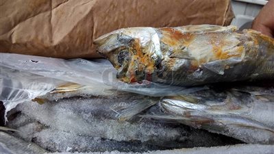 ضبط أسماك مجمدة منتهية الصلاحية في الإسماعيلية (صور)