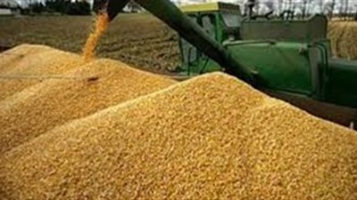 توريد 157 ألفا و832 طنا من القمح للشون والصوامع بقنا