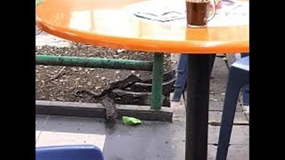 بالفيديو.. رد فعل رجل لحظة اقتحام أفعى مطعما يتناول العشاء فيه