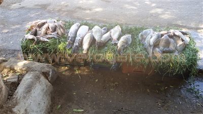 بالصور.. أطفال مع وقف التنفيذ.. محمد ومصطفى يبيعون البلالين داخل حديقة الحيوان لتوفير مصاريف التعليم.. عبدالرحمن يساعد والده المريض.. و«سوكة» تباع ميكروباص يحلم أن يصبح ضابطا