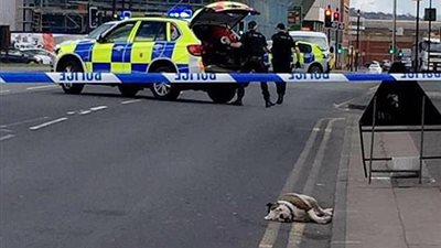 بالفيديو.. 5 كلاب مسعورة تروع المواطنين داخل حديقة في بريطانيا