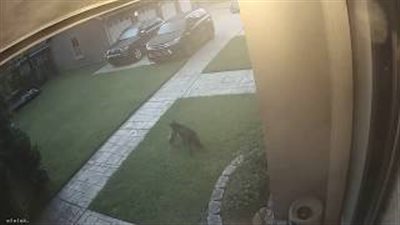 ذئب يهاجم كلبا ويحاول افتراسه (فيديو)