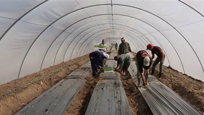 كيف تنفذ مشروع الصوب الزراعية بتمويل من «المشروعات الصغيرة»؟