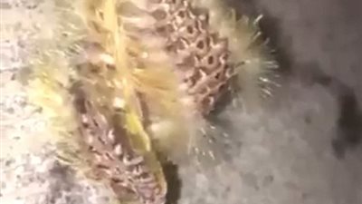 بالفيديو والصور.. حقيقة إمساك 3 مراهقين بكائن فضائى في أستراليا