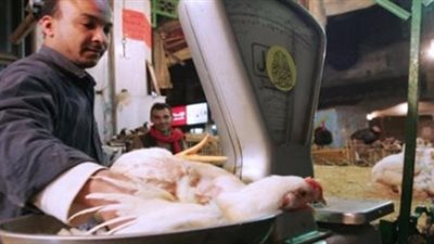21 جنيها سعر كيلو الدواجن و27 لكرتونة البيض بالأسواق
