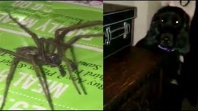 بالفيديو والصور.. عنكبوت يثير رعب سيدة وكلبها