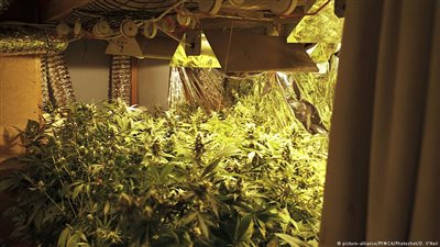 ألمانيا.. غياب تلميذ عن المدرسة يكشف عن حقل للماريجوانا