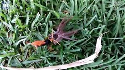 بالفيديو.. نهاية مأساوية لمعركة عنكبوت ودبور