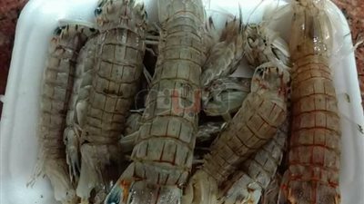 «إستاكوزا الغلابة».. أكلة بورسعيدية سحرت عشاقها (صور)