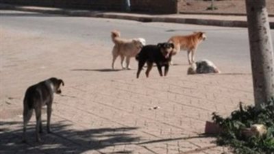 تأجيل دعوى إلزام الحكومة بوقف قتل كلاب وقطط الشوارع لـ 16 مارس