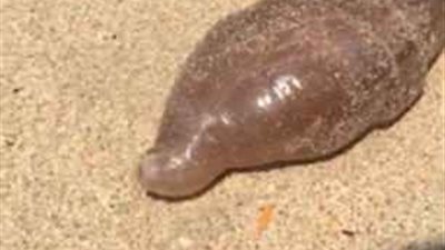 كائن غريب يظهر على شاطئ تايلاندي (فيديو وصور)