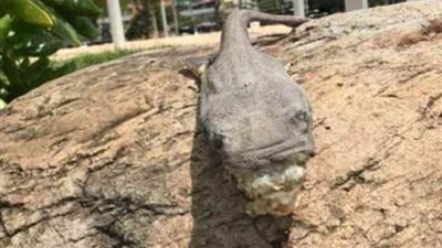 سمكة مخيفة على شاطئ أسترالي ترعب السكان المحليين (صور)