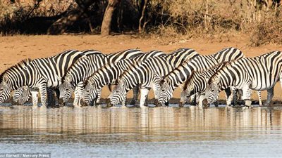 خدعة حمير وحشية للهروب من فك الحيوانات المفترسة