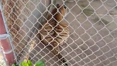 رجل يخيف نمرا بحيلة بسيطة (فيديو)